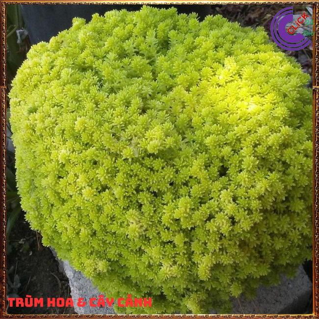 Hoa mười giờ Úc hoa 10 giờ cỏ trang trí tiểu cảnh ️🛵 Hoa Mười Giờ Bonsai & Phụ Kiện