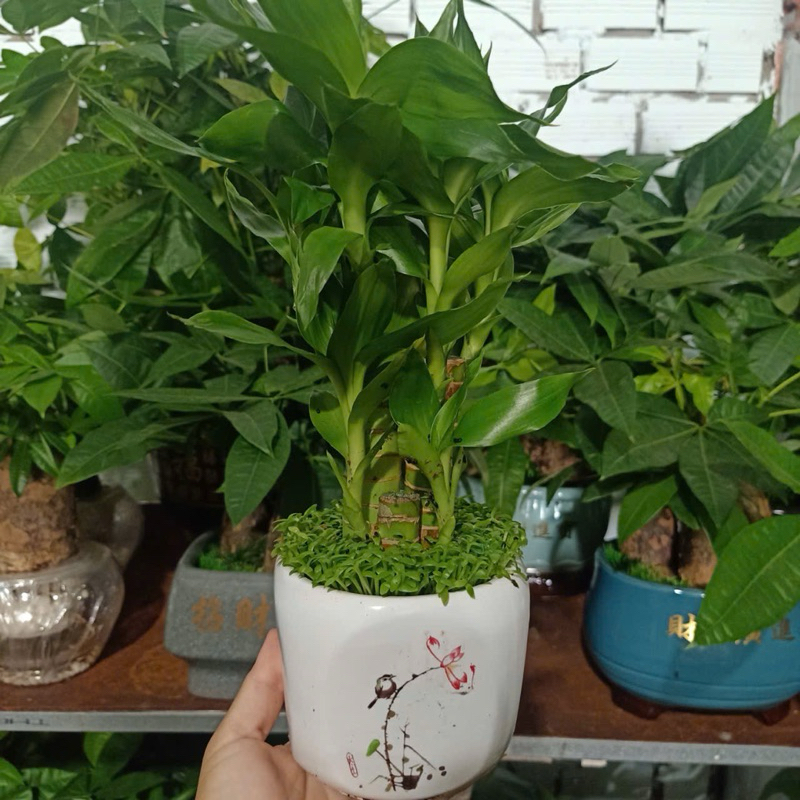 Chậu phát tài