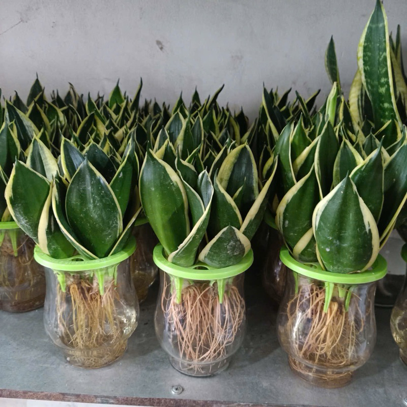 Lưỡi hổ thủy sinh