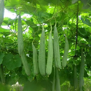Hạt Giống Mướp Khía Sai Trái Trồng Quanh Năm