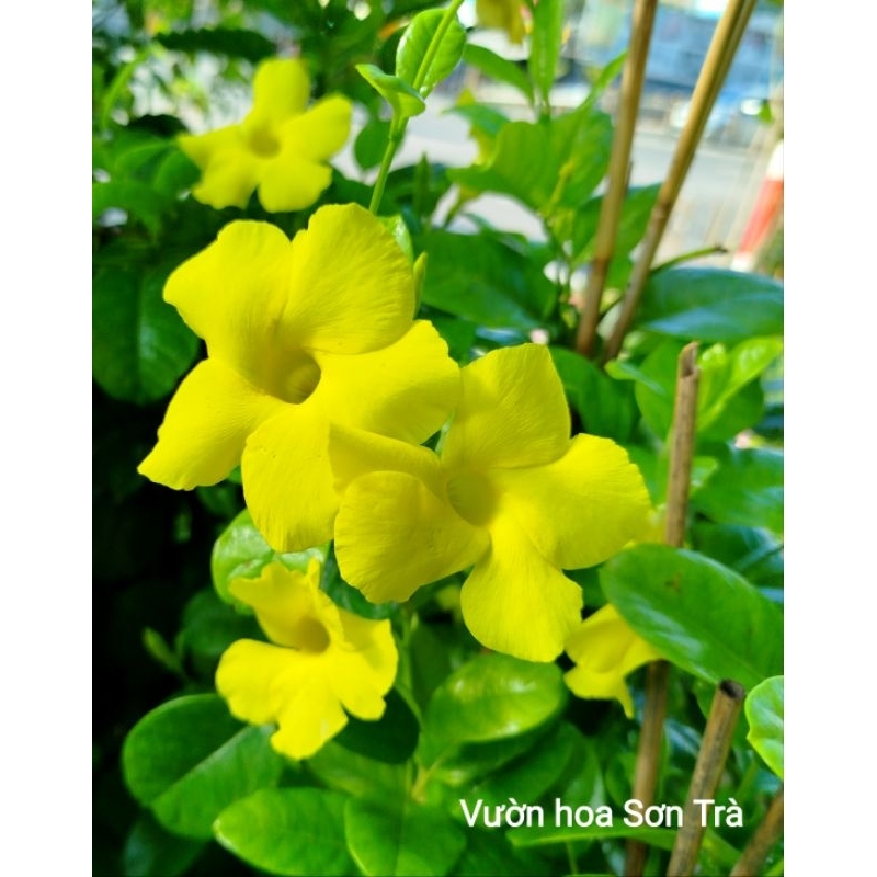 (VHST giao trong ngày) CÂY HOA HUỲNH ĐỆ lá lớn, hoa vàng, leo.