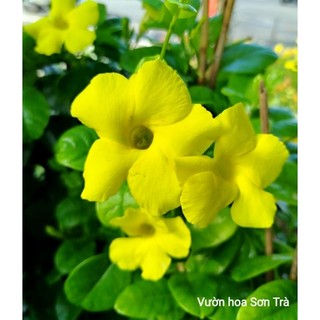 (VHST giao trong ngày) CÂY HOA HUỲNH ĐỆ lá lớn, hoa vàng, leo.