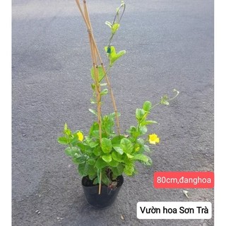(VHST giao trong ngày) CÂY HOA HUỲNH ĐỆ lá lớn, hoa vàng, leo.