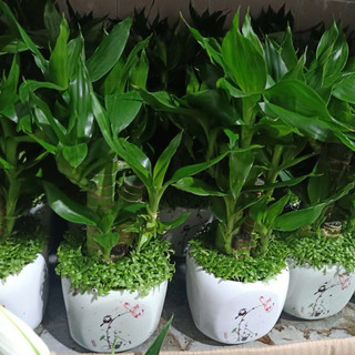 Chậu phát tài