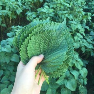 Hạt Giống Rau Thơm Mè Hàn Quốc (Lá Vừng) Dễ Trồng