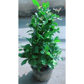 Cây Thần Kỳ Lớn