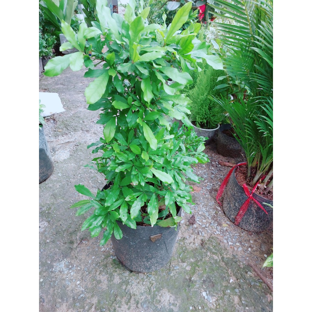 Cây Thần Kỳ Lớn