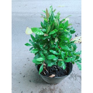 Cây Thần Kỳ Lớn