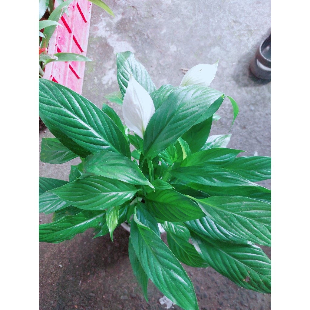Chậu Cây Lan Ý Thủy Sinh