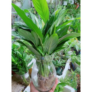 Chậu Cây Lan Ý Thủy Sinh