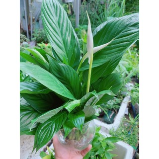 Chậu Cây Lan Ý Thủy Sinh