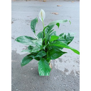 Chậu Cây Lan Ý Thủy Sinh