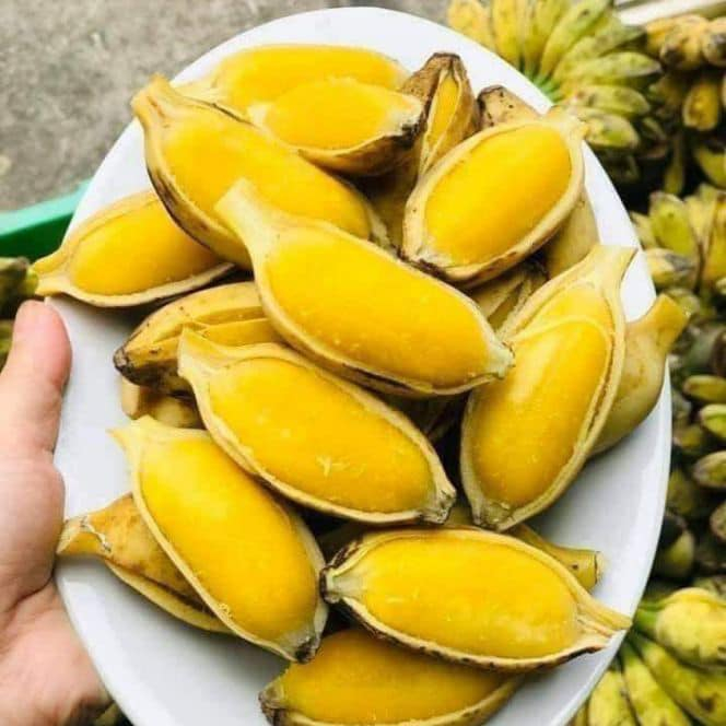 Cây giống chuối sáp nghệ (CÂY CON TÁCH MẸ)