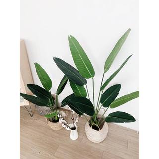Cây chuối giả 1m2
