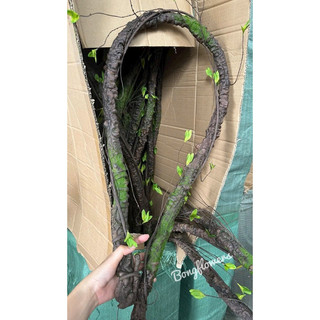 Thân cây leo giả dài 1m7 trang trí decor siêu đẹp