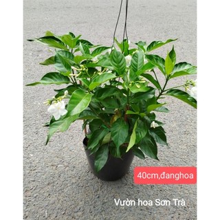 (VHST giao trong ngày) CÂY HOA LÀI Tây đang hoa.