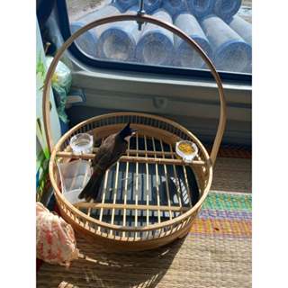 Lồng Trần chào mào, chích choè Lồng chim thuần chim hiệu quả tặng kèm xích chân, cóng ăn và móc