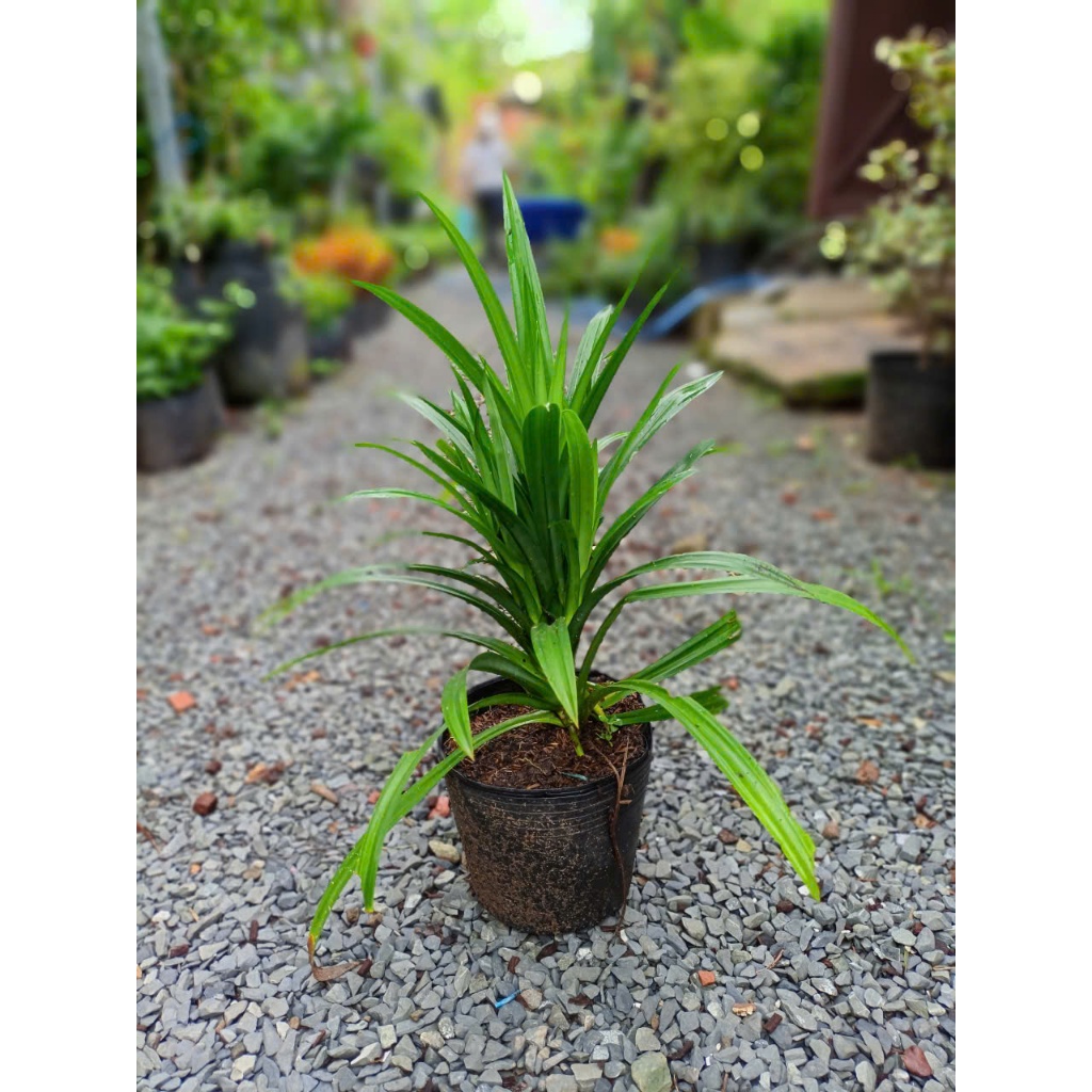 Cây dứa nếp thơm 25-30cm (chỉ giao hỏa tốc HCM)