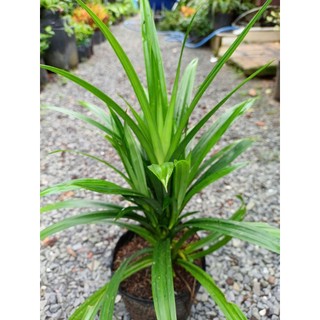 Cây dứa nếp thơm 25-30cm (chỉ giao hỏa tốc HCM)