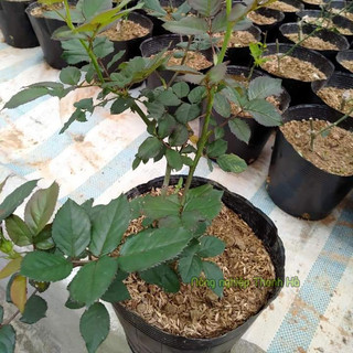 1kg chậu ươm cây 36x30 - CH8