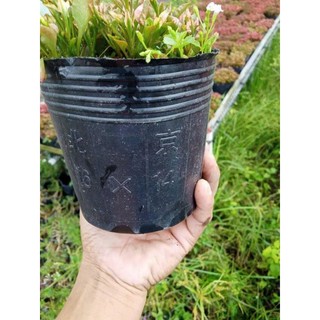 túi bầu ươm cây các size