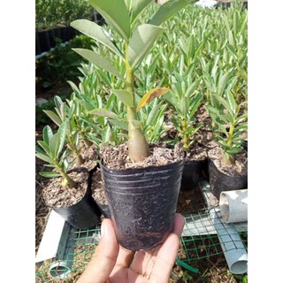 túi bầu ươm cây các size
