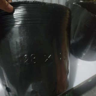 Bầu ươm cây 21x7 1kg 100 bầu