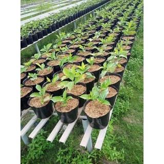 túi bầu ươm cây các size