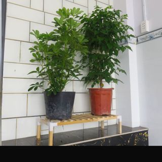  Kệ Để Chậu Cây Chậu Hoa 1 Tầng - Kệ Đa Năng 60x25x15CM - HOÀN TIỀN 100% NÊU KHÔNG HÀI LÒNG 