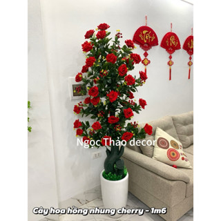 Cây hoa hồng nhung 1m6 , cây hoa giả trang trí