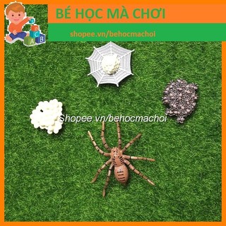 Mô hình Vòng đời sự phát triển của NHỆN