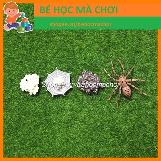 Mô hình Vòng đời sự phát triển của NHỆN