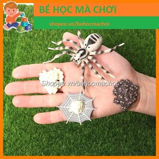 Mô hình Vòng đời sự phát triển của NHỆN