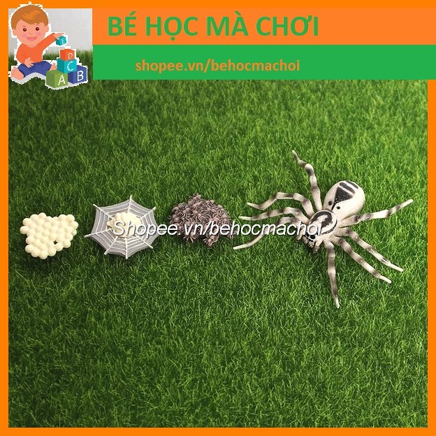 Mô hình Vòng đời sự phát triển của NHỆN