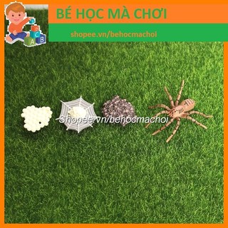 Mô hình Vòng đời sự phát triển của NHỆN
