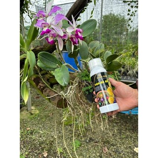 Vua Ra Rễ Euro King 500ml Mua 1 Chai Tặng 1 Gói Chống Loãng