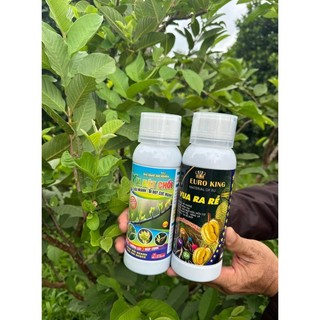 Vua Ra Rễ Euro King 500ml Mua 1 Chai Tặng 1 Gói Chống Loãng