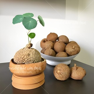 Củ Bình Vôi Khô 100g