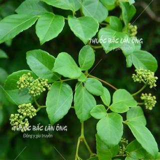 Trà Dây Khô Sạch 2kg
