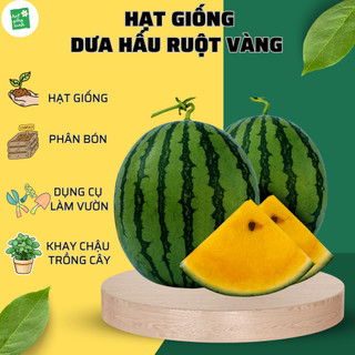 Dưa Hấu Ruột Vàng RAdo 333(5h)
