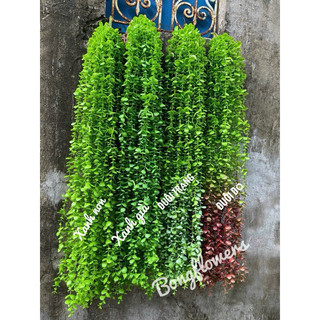 Cụm lá rủ trang trí decor nhà cửa hàng quán