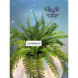 Chậu dương xỉ Decor cao cấp( Hàng sẵn)
