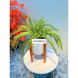 Chậu dương xỉ Decor cao cấp( Hàng sẵn)