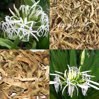 Trinh nữ hoàng cung 100g, khô, thơm, sạch, hỗ trợ ngừa u xơ tử cung, u nang, điều hoà kinh nguyệt