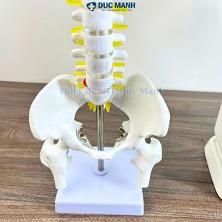 (Giá kho) Mô hình xương cột sống 45 cm, mô hình cột sống