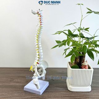 (Giá kho) Mô hình xương cột sống 45 cm, mô hình cột sống