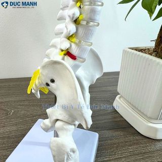(Giá kho) Mô hình xương cột sống 45 cm, mô hình cột sống