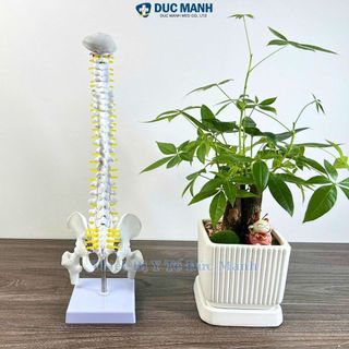 (Giá kho) Mô hình xương cột sống 45 cm, mô hình cột sống