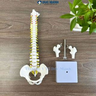 (Giá kho) Mô hình xương cột sống 45 cm, mô hình cột sống