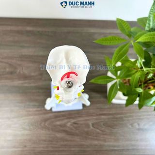 (Giá kho) Mô hình xương cột sống 45 cm, mô hình cột sống
